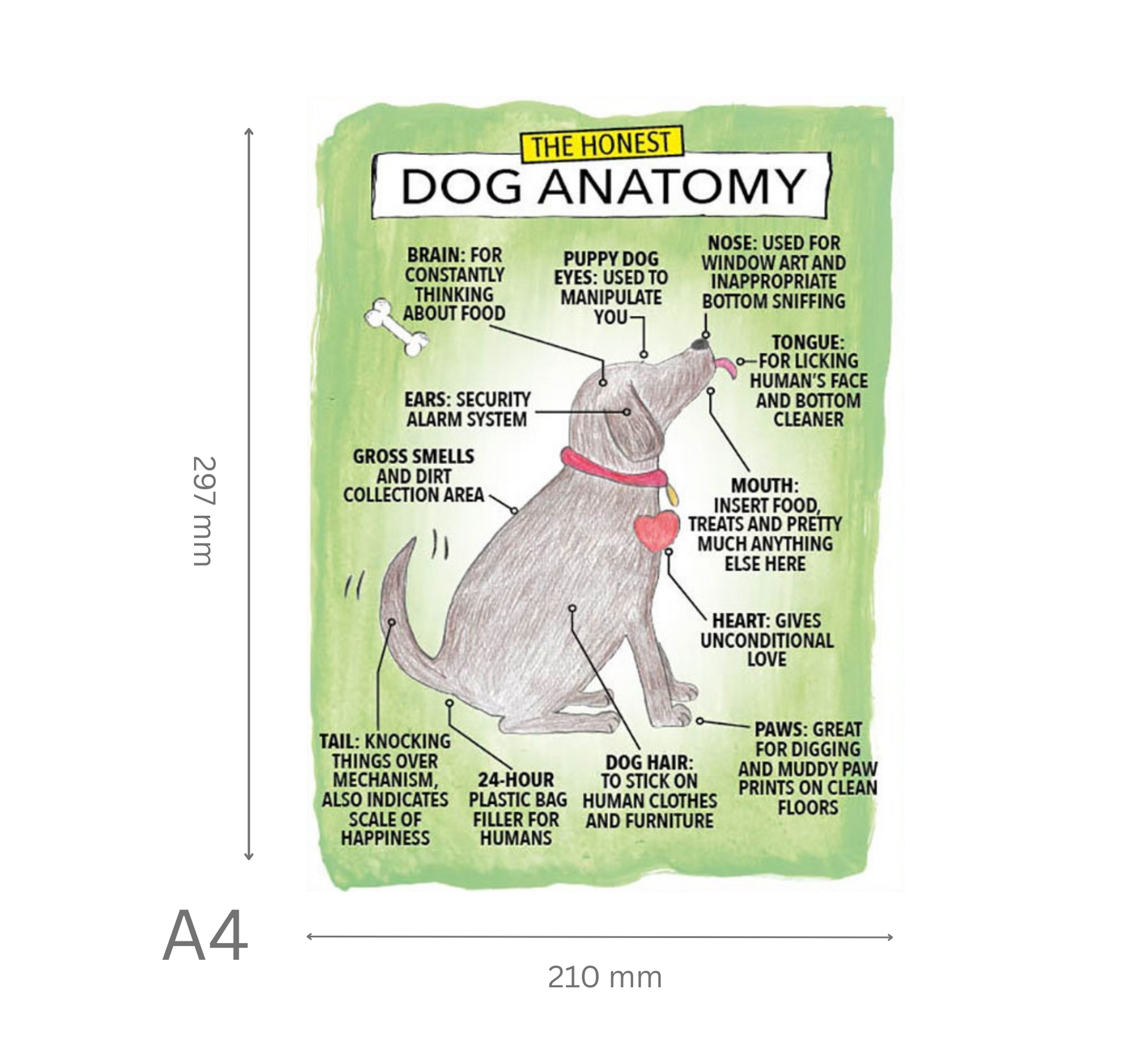 Diagram of dog anatomy with humorous labels on a green background